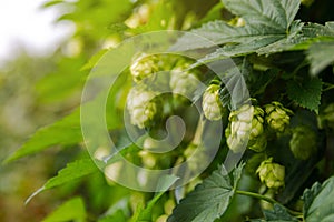 Farming and agriculture concept. Green fresh ripe organic hop cones for making beer and bread, close up. Fresh hops for