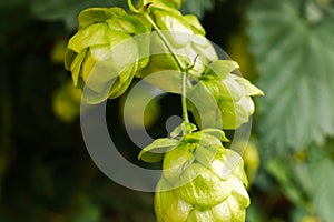 Farming and agriculture concept. Green fresh ripe organic hop cones for making beer and bread, close up. Fresh hops for