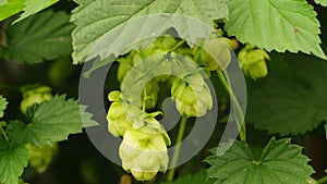 Farming and agriculture concept. Green fresh ripe organic hop cones for making beer and bread, close up. Fresh hops for