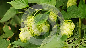 Farming and agriculture concept. Green fresh ripe organic hop cones for making beer and bread, close up. Fresh hops for