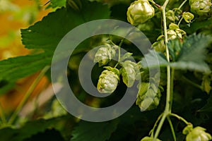 Farming and agriculture concept. Green fresh ripe organic hop cones for making beer and bread, close up. Fresh hops for