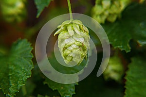 Farming and agriculture concept. Green fresh ripe organic hop cones for making beer and bread, close up. Fresh hops for brewing