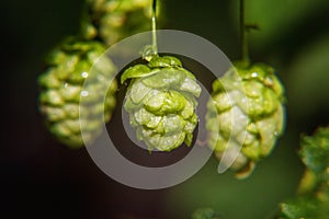 Farming and agriculture concept. Green fresh ripe organic hop cones for making beer and bread, close up. Fresh hops for brewing