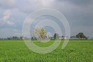 Farming and agriculture concept - Wheat crop fields with a tree in the middle and cloudy sky behind.