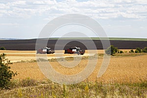 Farming, agriculture. Season of harvesting grain, cereals. Two harvesters working in the field on the harvest of ripe wheat