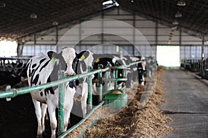 Farming and animal husbandry concept - herd of cows eating hay in cowshed on dairy farm