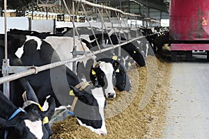 Farming and animal husbandry concept - herd of cows eating hay in cowshed on dairy farm