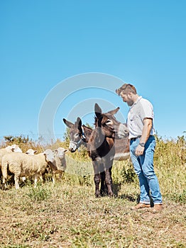 Farming, animals and man with cattle on a field for agriculture, sustainability and entrepreneurship. Farm, sheep and