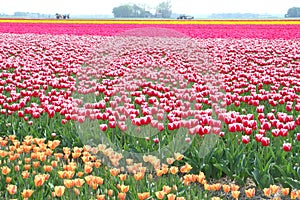 Farming export-business in the flowerfields, Flevoland, Noordoostpolder,Holland