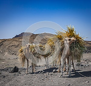Farming Camels near Djibouti photo