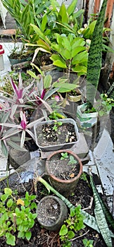 farming in the city, utilizing vacant land on the terrace of the house