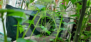 farming in the city, utilizing vacant land on the terrace of the house