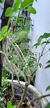 farming in the city, utilizing vacant land on the terrace of the house