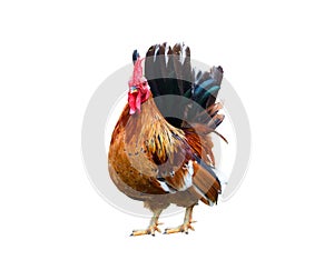 Farming concept: Bright red cock isolated on white background
