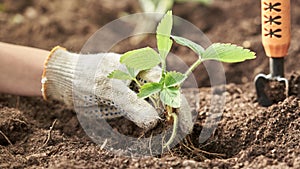 Farming concept. Planting strawberry in the garden.