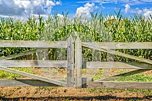 Farming corn crops in the Shoalhaven Australia