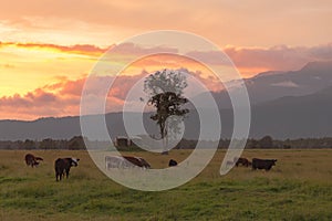 Farming cow over green glass