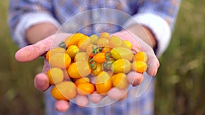 Farming and cultivations. Man farmer showing vegetables, tomato, Farmer`s market, yellow tomatoes cherry, Organic