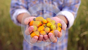 Farming and cultivations. Man farmer showing vegetables, tomato, Farmer`s market, yellow tomatoes cherry, Organic