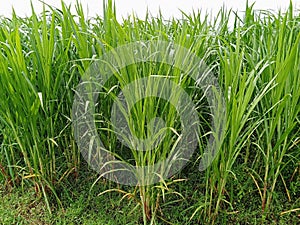 Farming fertile and fresh sugar cane plant
