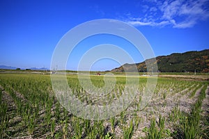 Farming field landscape near kyoto, japan- Kameoka shi