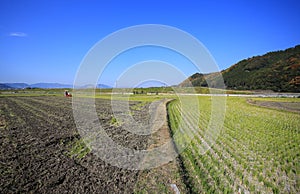 Farming field landscape near kyoto, japan- Kameoka shi