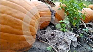 Farming field with ripe pumpkins is ready to harvest for halloween and thanksgiving, for vegetarians as delicious vegetable