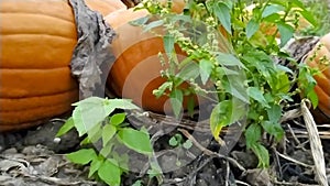 Farming field with ripe pumpkins is ready to harvest for halloween and thanksgiving, for vegetarians as delicious vegetable