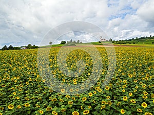 Farming fields with sunflowers with Church St. Moritz, Hallau, Schaffhausen