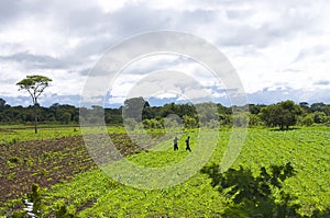 Farming Fields - Zambia