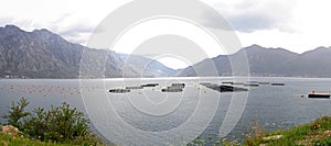 Farming fish Montenegro