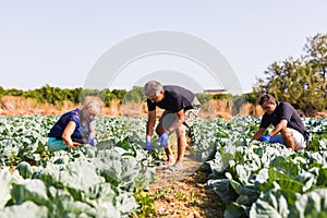 Farming, gardening, agriculture and people concept- family harvesting cabbage at greenhouse on farm. Family business.