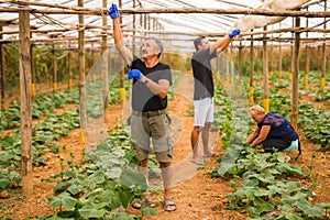 Farming, gardening, agriculture and people concept - happy family working on plants or cucumber seedlings at farm greenhouse. Fami