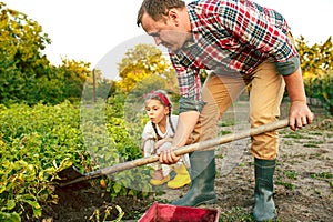 Farming, gardening, agriculture and people concept - young man planting potatoes at garden or farm