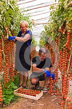 Farming, gardening, middle age and people concept - senior woman and man harvesting crop of cherry tomatoes at greenhouse on farm.