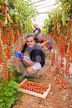 Farming, gardening, middle age and people concept - senior woman and man, som harvesting crop of cherry tomatoes at greenhouse on