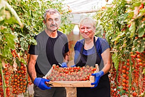 Farming, gardening, middle age and people concept - senior woman and man harvesting crop of cherry tomatoes at greenhouse on farm