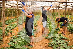 Farming, gardening, agriculture and people concept- Family harvesting cucumber at greenhouse