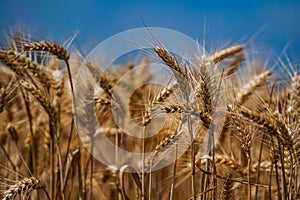 Farming gold wheat field industry. Landscapes of yellow wheat flour.