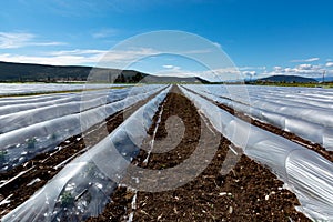 Farming in Greece, rows of small greenhouses covered with plastic film with growing melon plants in spring season