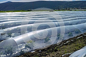 Farming in Greece, rows of small greenhouses covered with plastic film with growing melon plants in spring season