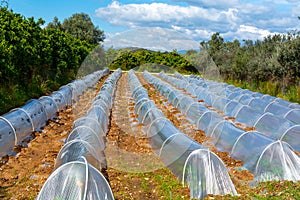 Farming in Greece, rows of small greenhouses covered with plastic film with growing melon plants in spring season