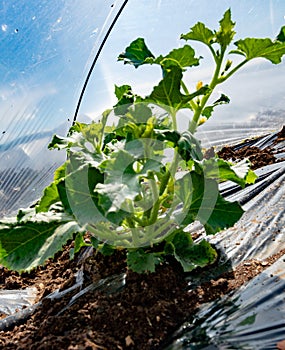 Farming in Greece, rows of small greenhouses covered with plastic film with growing melon plants in spring season, view from