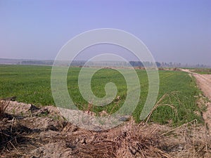 FARMING IN KARNAL ORGANIC