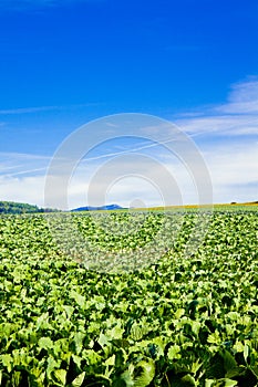 Farming Landscape