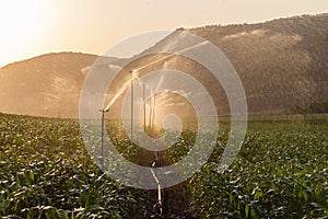 Farm Maize Crop Water Spray Sprinklers