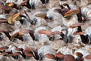 Farming medicinal Lingzhi or Reishi mushrooms in polyethylene bags