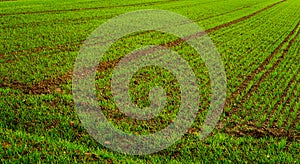 Farming in the middle of Europe