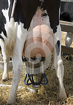 Farming - Milking a cow