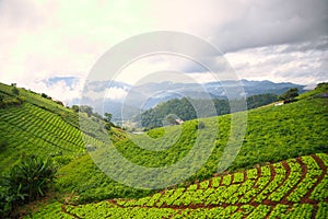 Farming of mountain lettuce fields